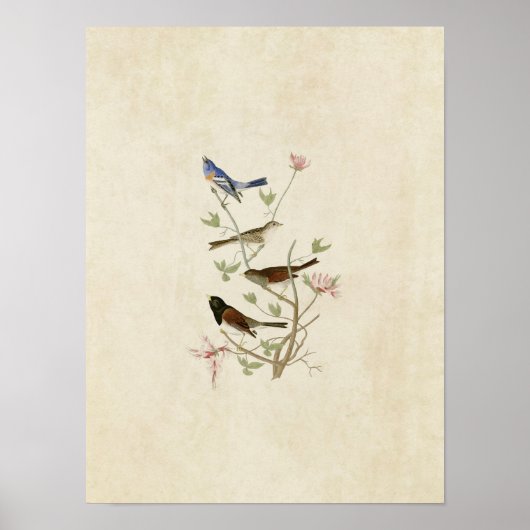 Bord 398 | Lazuli Finch & Oregon Snow Finch Poster (Voorkant)