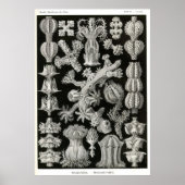 Bord 39 Gorgonia Poster (Voorkant)