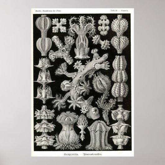 Bord 39 Gorgonia Poster (Voorkant)