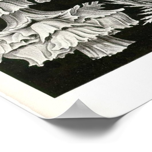 Bord 39 Gorgonia Poster (Hoek)