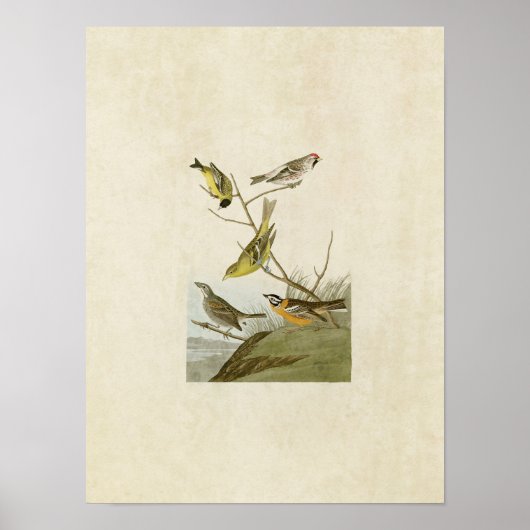 Bord 400 | Siskin, Redpoll, Tanager en Finch Poster (Voorkant)