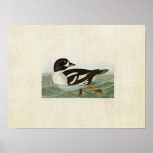 Bord 403   Golden-Eye Duck   Vogels van Amerika Poster