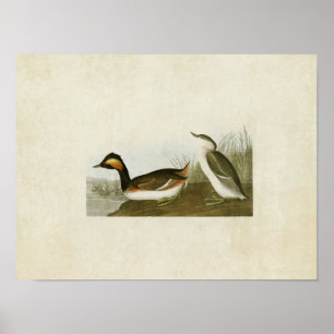 Bord 404 Gootkaan Vogels van Amerika Poster