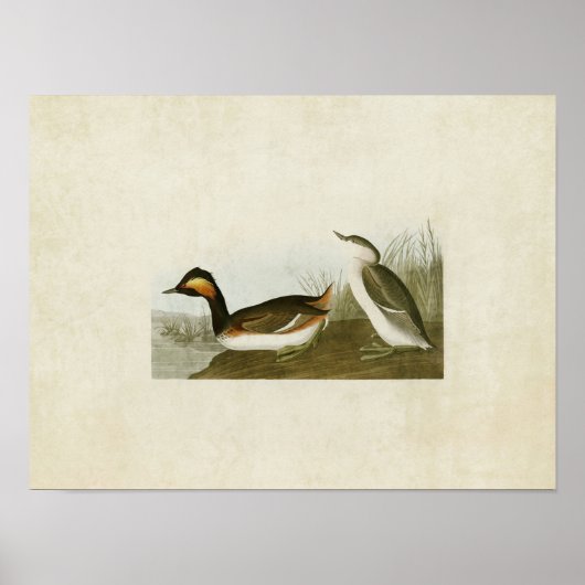 Bord 404 | Gootkaan | Vogels van Amerika Poster (Voorkant)