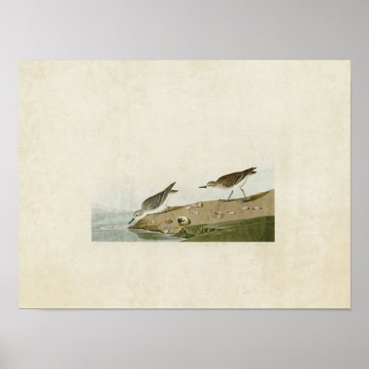 Bord 405 | Halfgepalmeerde Sandpiper Poster (Voorkant)