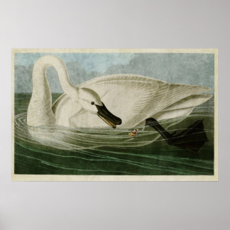 Bord 406 | Trumpeter Swan | Vogels van Amerika Poster