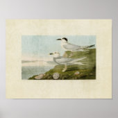 Bord 409 | Tern en Tern van Havell Poster (Voorkant)