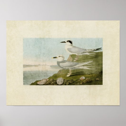 Bord 409 | Tern en Tern van Havell Poster (Voorkant)