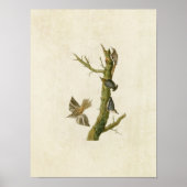 Bord 415 | Bruine Creeper en Californisch Nuthatch Poster (Voorkant)