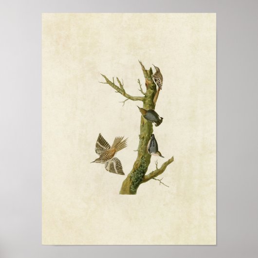 Bord 415 | Bruine Creeper en Californisch Nuthatch Poster (Voorkant)
