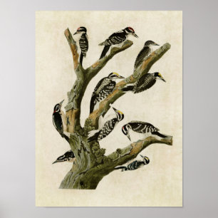 bord 417 Assorberende Woodpeckers Poster