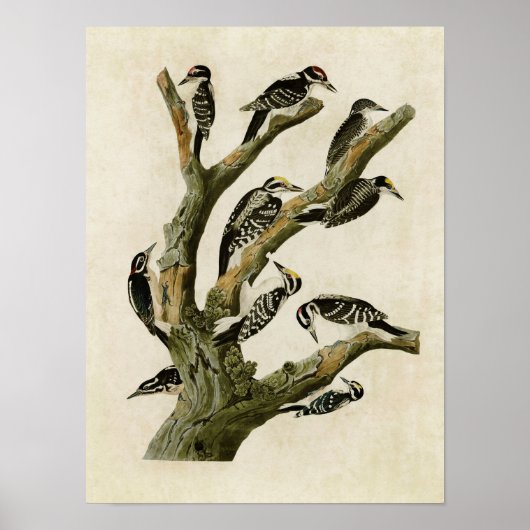 bord 417 | Assorberende Woodpeckers Poster (Voorkant)