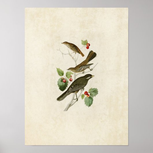 Bord 419 | Thrush, Townsend en Jay Poster (Voorkant)