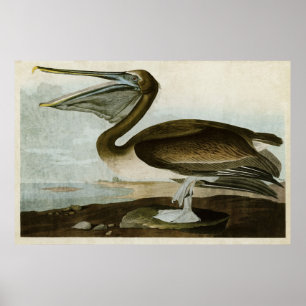 Bord 421   Bruin Pelican   Vogels van Amerika Poster