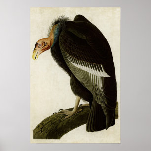 Bord 426   Californische wijnbouw   Vogels van Ame Poster