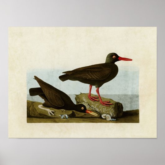 Bord 427 | Geassorteerde oestercatcher Poster (Voorkant)