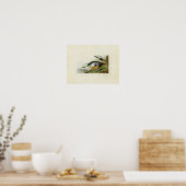 Bord 429 | Western Duck | Vogels van Amerika Poster (Keuken)