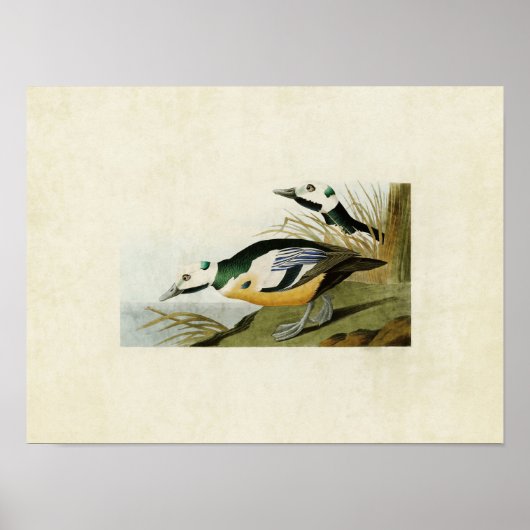 Bord 429 | Western Duck | Vogels van Amerika Poster (Voorkant)