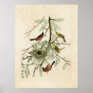 Bord 42   Orchard Oriole   Vogels van Amerika Poster