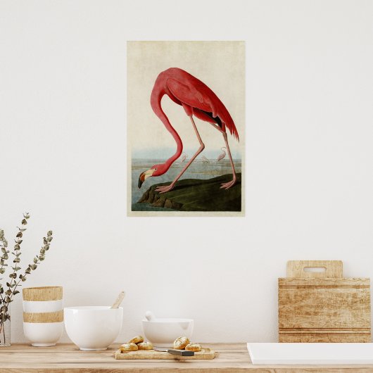 Bord 431 | Amerikaanse Flamingo | Vogels van Ameri Poster (Keuken)