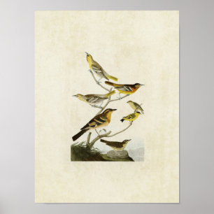 Bord 433   Orioles, Goldfinch en Thrushes Poster