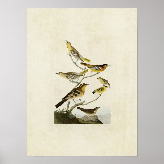 Bord 433 | Orioles, Goldfinch en Thrushes Poster (Voorkant)