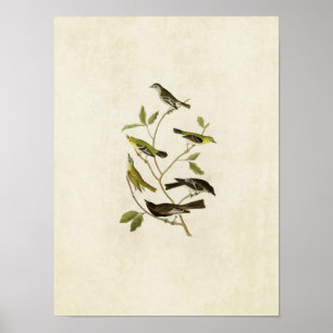 Bord 434 Flycatchers, Warbler, Vireo en Pewee Poster