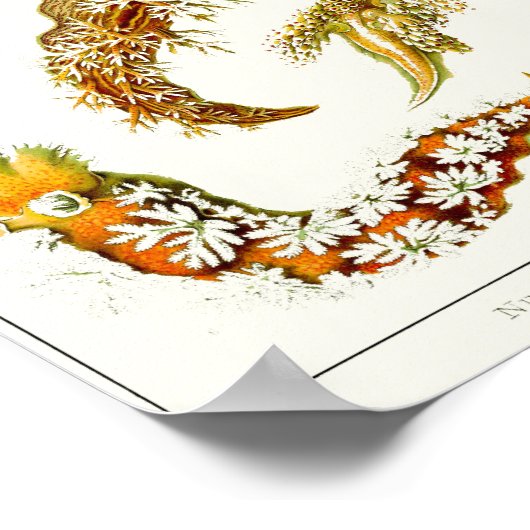 Bord 43. Nudibranchia. Poster (Hoek)