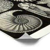 Bord 44 Ammonitida. Poster (Hoek)