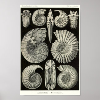 Bord 44 Ammonitida. Poster