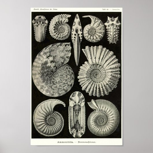 Bord 44 Ammonitida. Poster (Voorkant)