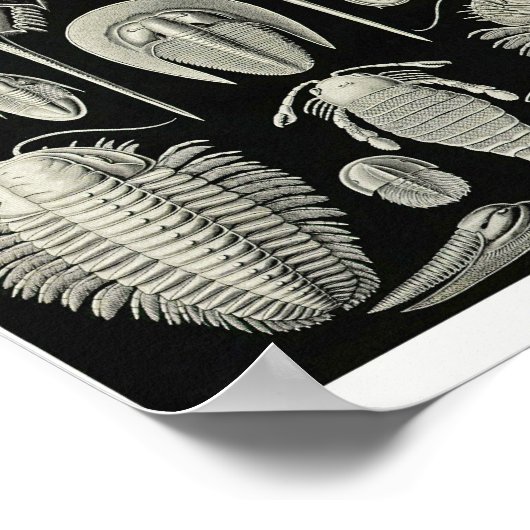 Bord 47. Aspidonia. Poster (Hoek)