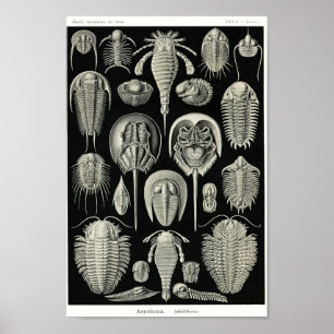 Bord 47. Aspidonia. Poster