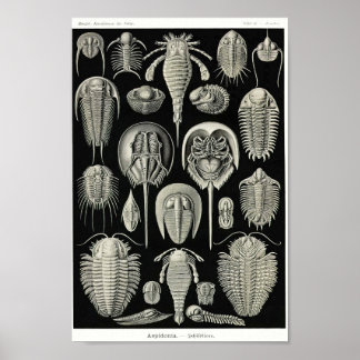 Bord 47. Aspidonia. Poster