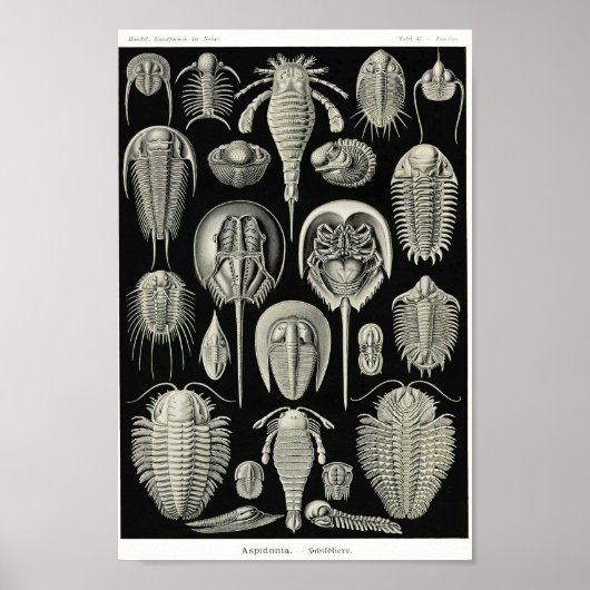 Bord 47. Aspidonia. Poster (Voorkant)