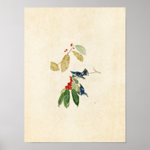 Bord 48 Azure Warbler Vogels van Amerika Poster