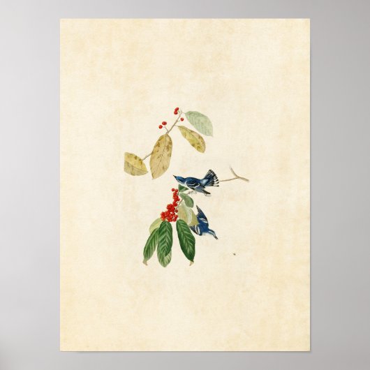 Bord 48 | Azure Warbler | Vogels van Amerika Poster (Voorkant)