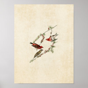 BORD 4   Paarse vinken   Vogels van Amerika Poster