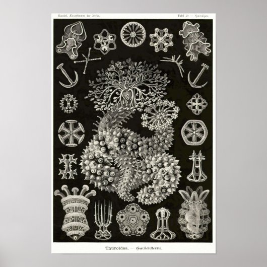 Bord 50. Thuroidea. Poster (Voorkant)