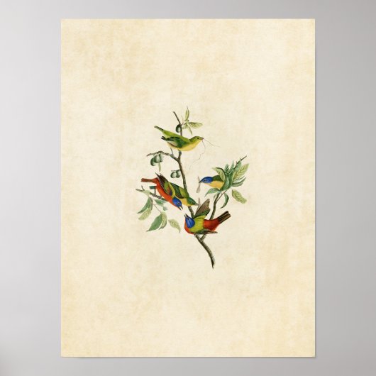 Bord 53 | Gedopte vink | Vogels van Amerika Poster (Voorkant)