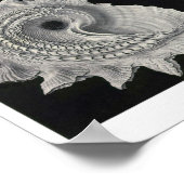 Bord 53. Prosobranchia. Poster (Hoek)