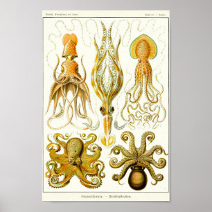 Bord 54. Gamochonia. Poster