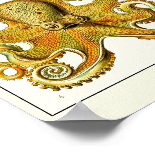 Bord 54. Gamochonia. Poster (Hoek)