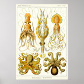 Bord 54. Gamochonia. Poster (Voorkant)