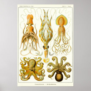 Bord 54. Gamochonia. Poster