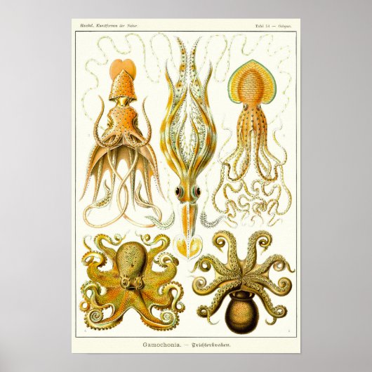 Bord 54. Gamochonia. Poster (Voorkant)