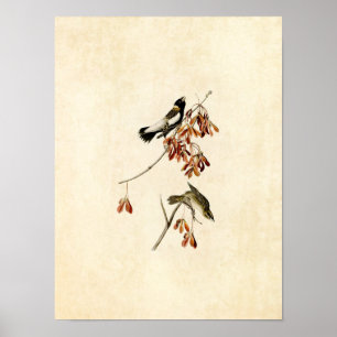 Bord 54   Rijstvogel   Vogels van Amerika Poster