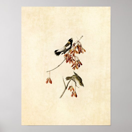 Bord 54 | Rijstvogel | Vogels van Amerika Poster (Voorkant)