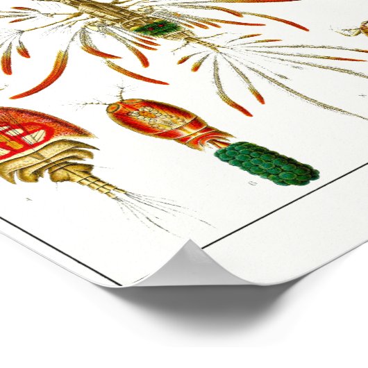 Bord 56. Copepods. Poster (Hoek)