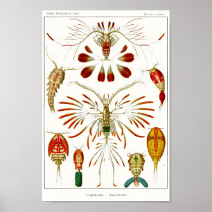 Bord 56. Copepods. Poster
